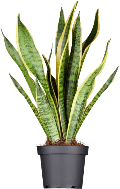 Sansevieria trifasciata