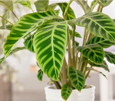 Calathea zebrina Calathea zebrina