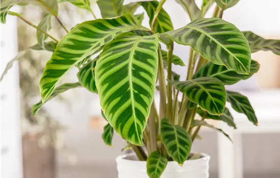 Calathea zebrina Calathea zebrina