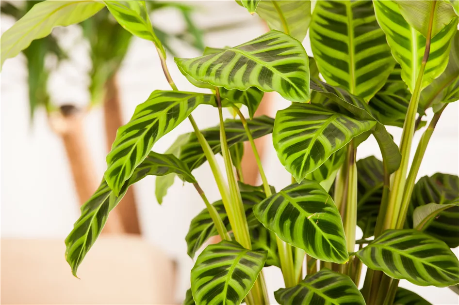 Calathea zebrina