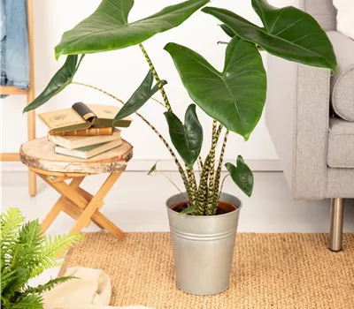 Alocasia zebrina Alocasia zebrina