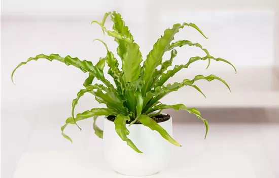 Asplenium nidus