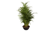 Goldfruchtpalme