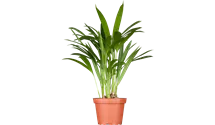 Goldfruchtpalme