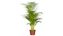 Goldfruchtpalme