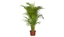 Goldfruchtpalme
