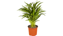 Goldfruchtpalme