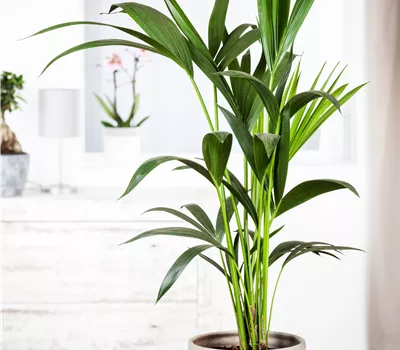 Howea forsteriana Howea forsteriana