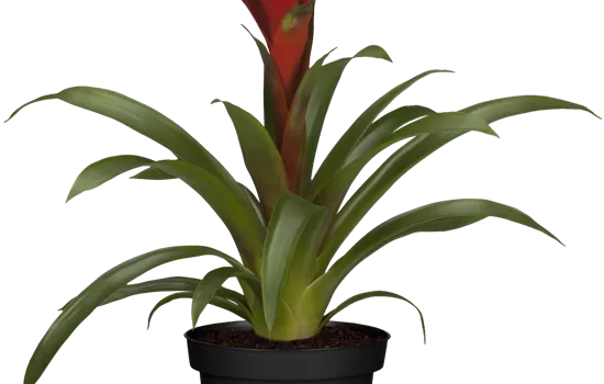 Guzmania lingulata