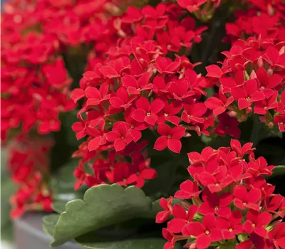 Kalanchoe blossfeldiana Kalanchoe blossfeldiana