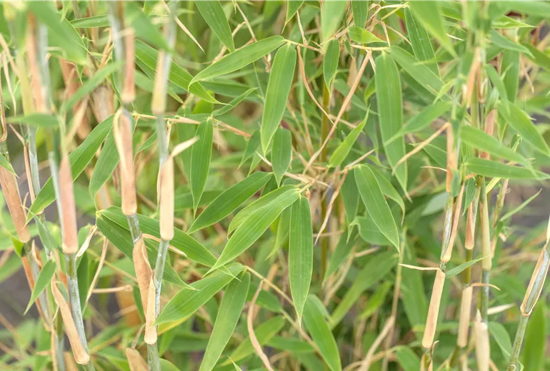 Fargesia murielae 'Standing Stone'® Fargesia murielae 'Standing Stone'®