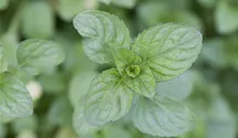 Menthe bergamote