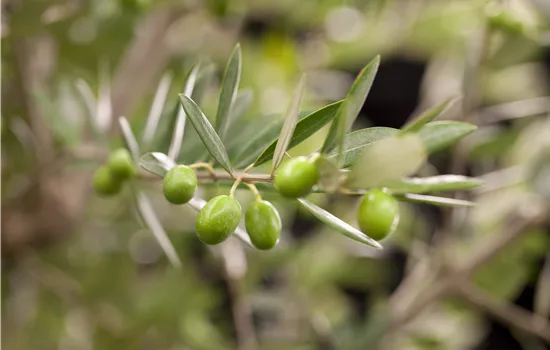 Kübelpflanzen für die Terrasse sorgen für mediterranes Flair Kübelpflanzen für die Terrasse sorgen für mediterranes Flair