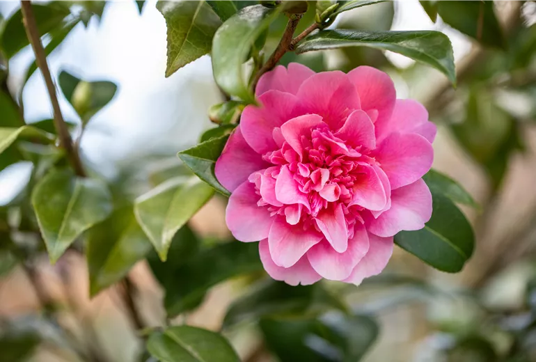 Camellia x williamsii 'Debbie'