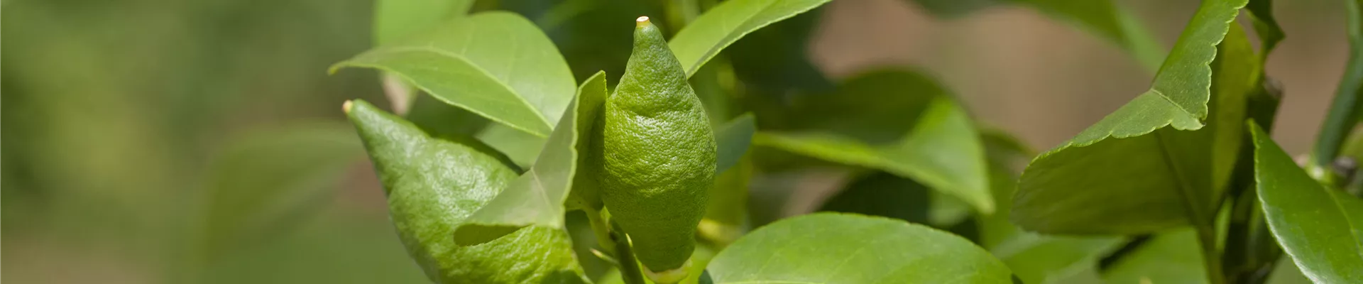 Citrus Citrus