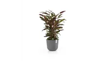 Ecopots Oslo grey