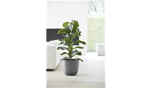 Ecopots Oslo grey