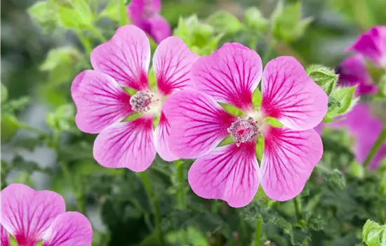 Lavatera olbia 'Rosea'