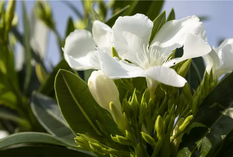 Nerium oleander, weiss