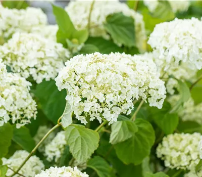 Hydrangea arborescens 'Strong Annabelle' Hydrangea arborescens 'Strong Annabelle'