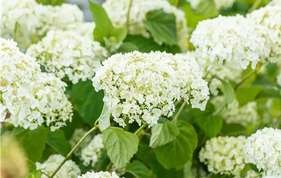 Hydrangea arborescens 'Strong Annabelle' Hydrangea arborescens 'Strong Annabelle'