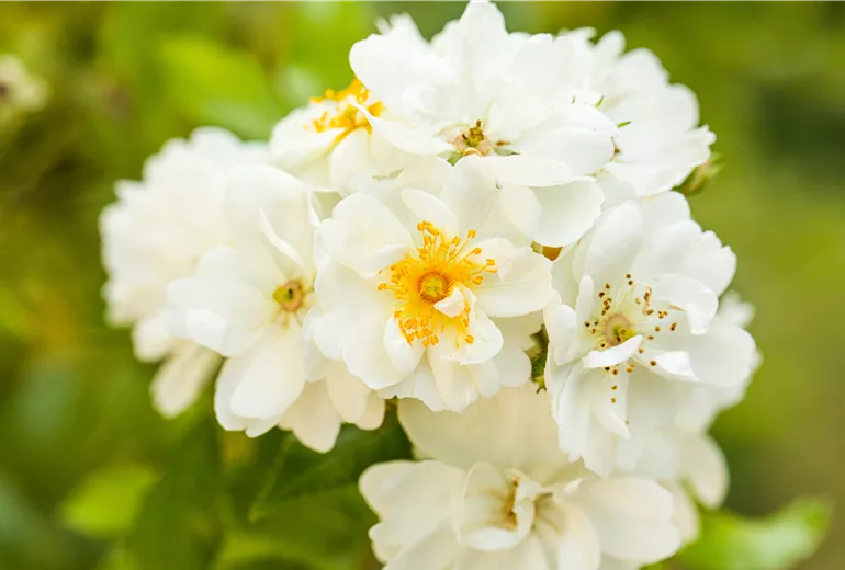 Kletterrose, weiß Kletterrose, weiß