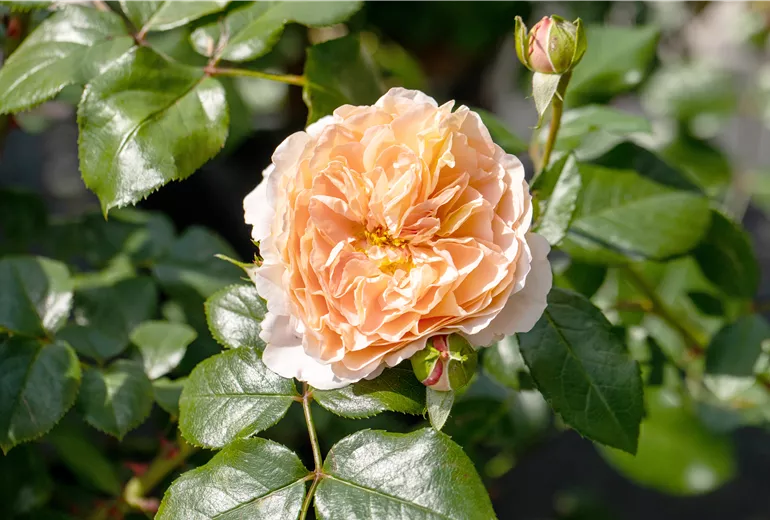 Beetrose, apricot Beetrose, apricot