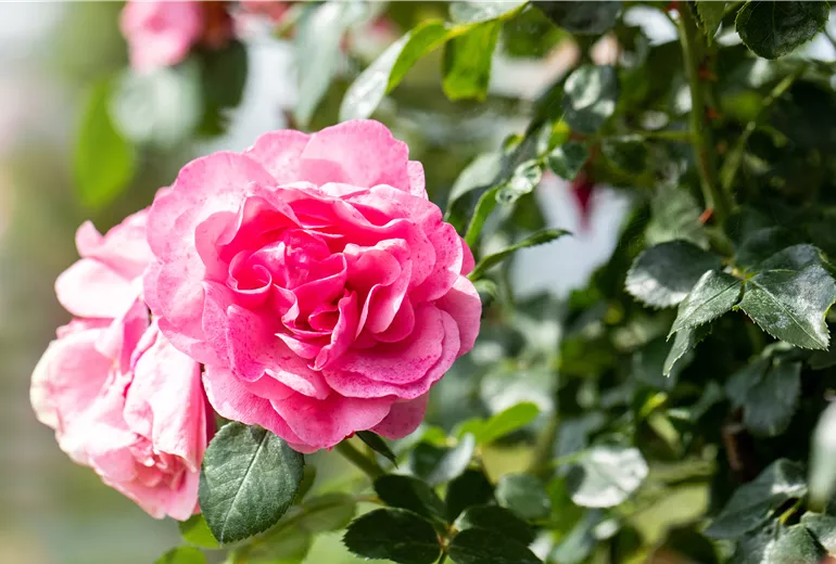 Beetrose, rosa Beetrose, rosa