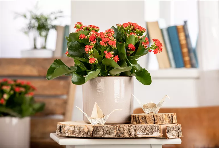 Kalanchoe blossfeldiana Calandiva®, rot Kalanchoe blossfeldiana Calandiva®, rot