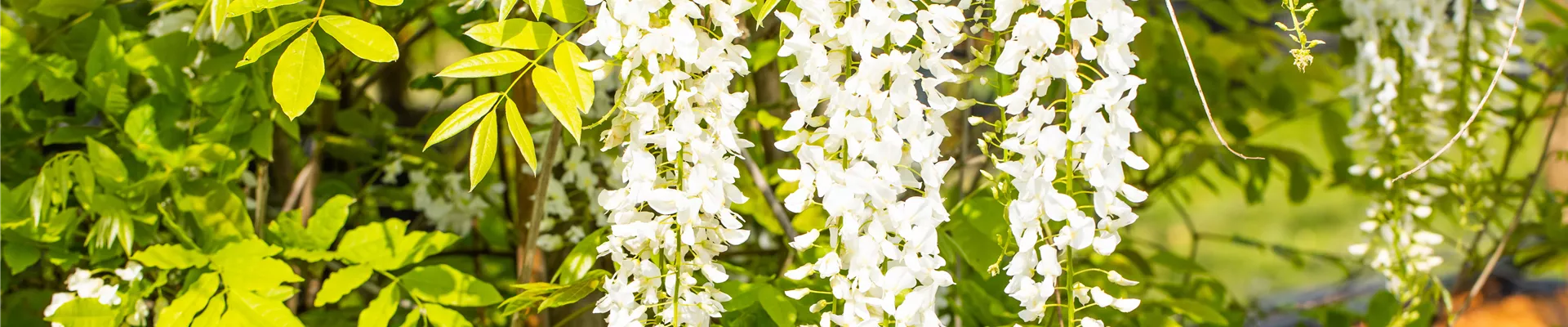 Wisteria sinensis 'Alba' Wisteria sinensis 'Alba'