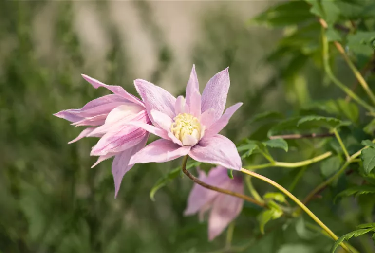 Clematis macropetala 'Markham´s Pink' Clematis macropetala 'Markham´s Pink'