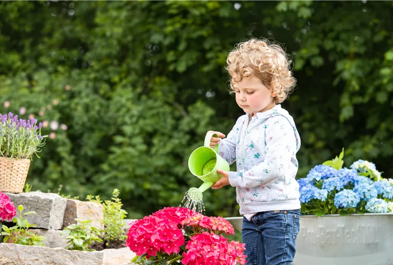 Muttertag - Kind giesst Hortensie Muttertag - Kind giesst Hortensie