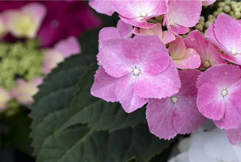 Hydrangea macrophylla, rosa Tellerblüten Hydrangea macrophylla, rosa Tellerblüten
