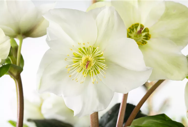 Helleborus niger