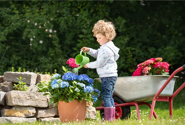 Muttertag - Kind giesst Hortensie Muttertag - Kind giesst Hortensie