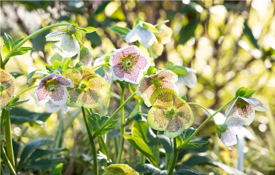 Christrosen pflanzen und für elegante Blüten sorgen Christrosen pflanzen und für elegante Blüten sorgen