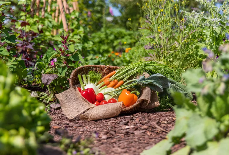 Gemüse im Korb Gemüse im Korb