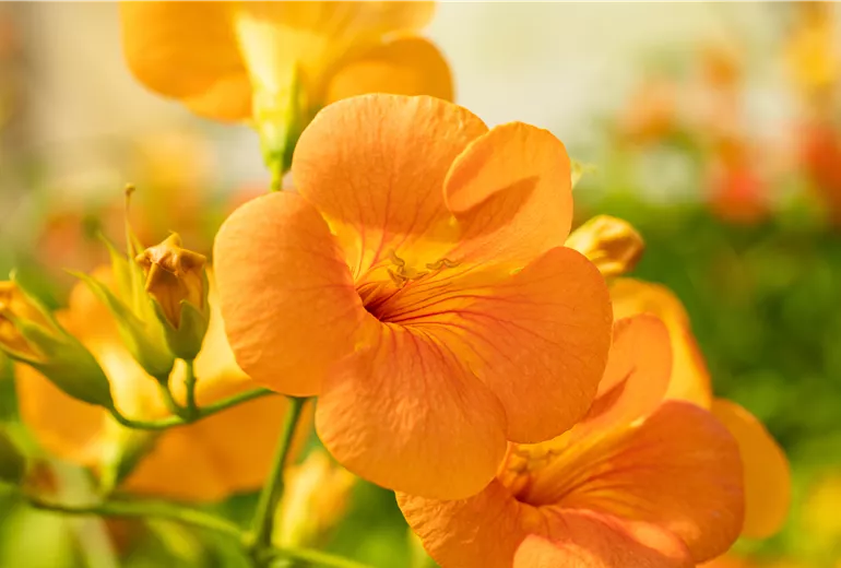 Campsis grandiflora Campsis grandiflora