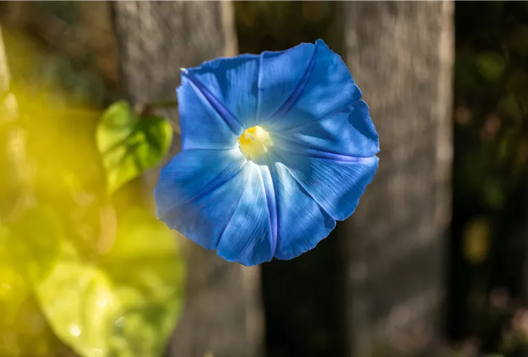 Ipomoea tricolor, blau Ipomoea tricolor, blau