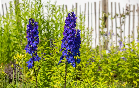 Rittersporn pflanzen und den Sommer einziehen lassen Rittersporn pflanzen und den Sommer einziehen lassen