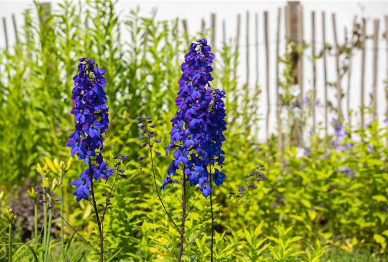 Delphinium x elatum 'Finsteraarhorn' Delphinium x elatum 'Finsteraarhorn'
