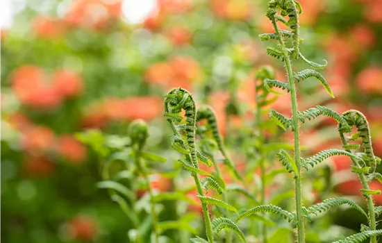 Der richtige Umgang mit giftigen Farnen im Garten Der richtige Umgang mit giftigen Farnen im Garten
