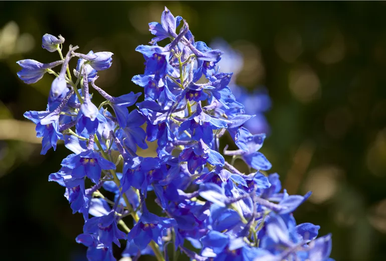 Delphinium x cultorum Delphinium x cultorum