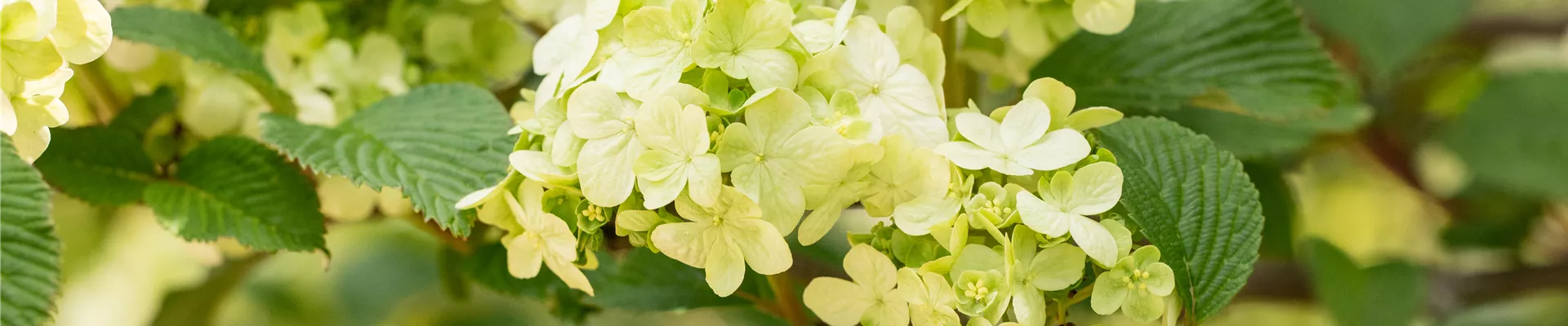 Viburnum plicatum 'Dart´s Red Robin' Viburnum plicatum 'Dart´s Red Robin'