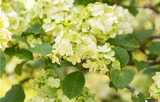 Laubgehölze pflegen – So bleibt der Garten schön Laubgehölze pflegen – So bleibt der Garten schön
