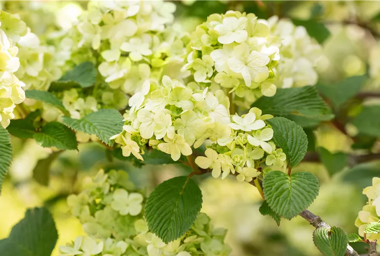 Viburnum plicatum 'Dart´s Red Robin'