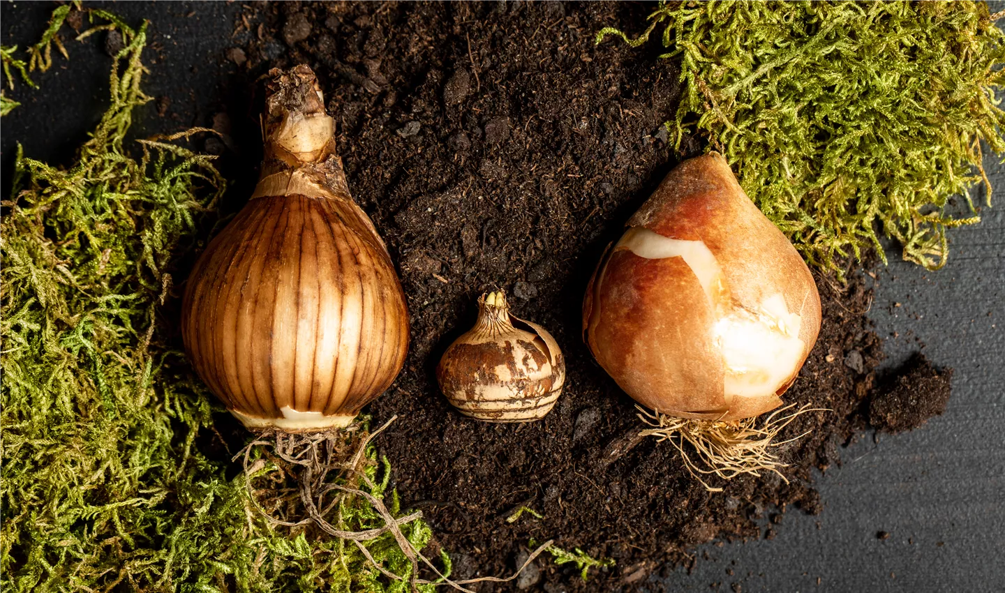 Verschiedene Blumenzwiebeln Verschiedene Blumenzwiebeln