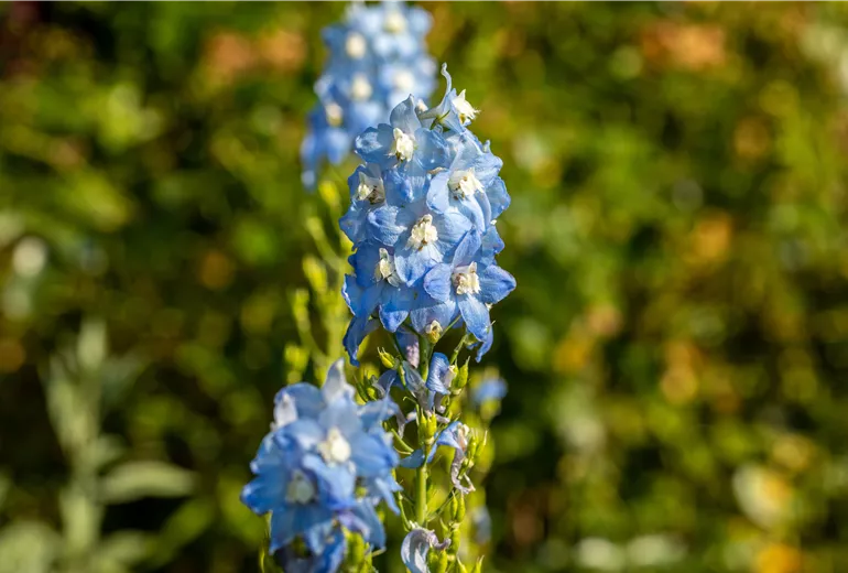 Delphinium x elatum Delphinium x elatum