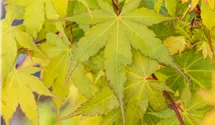 -6m/Blatt grün/Rinde rot/feuil.vert