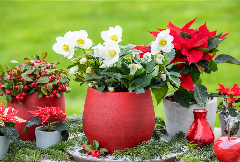 Helleborus niger, weiß